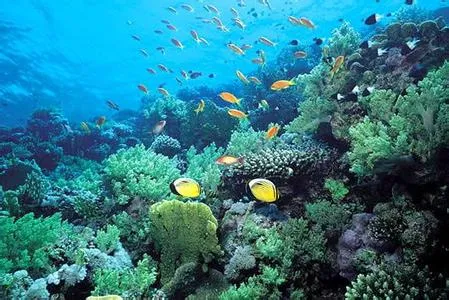 corail